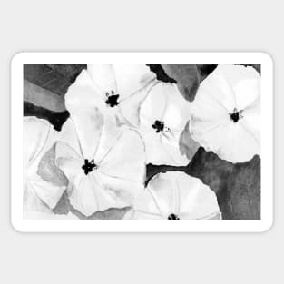 Ode To Georgia 1 in Black and White - Wild Morning Glories Sticker